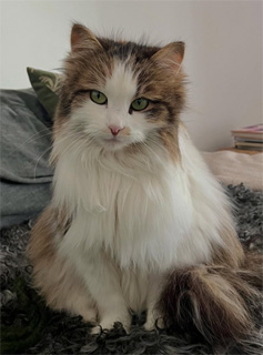 Sibirisk katt Edda